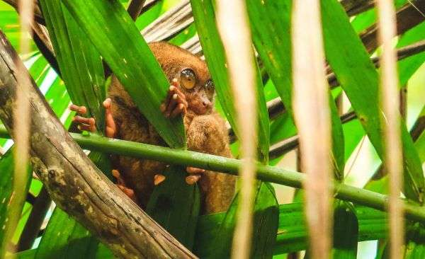Tarsier in Bohol