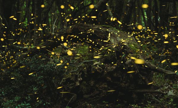 Puerto Princesa Firefly Tour